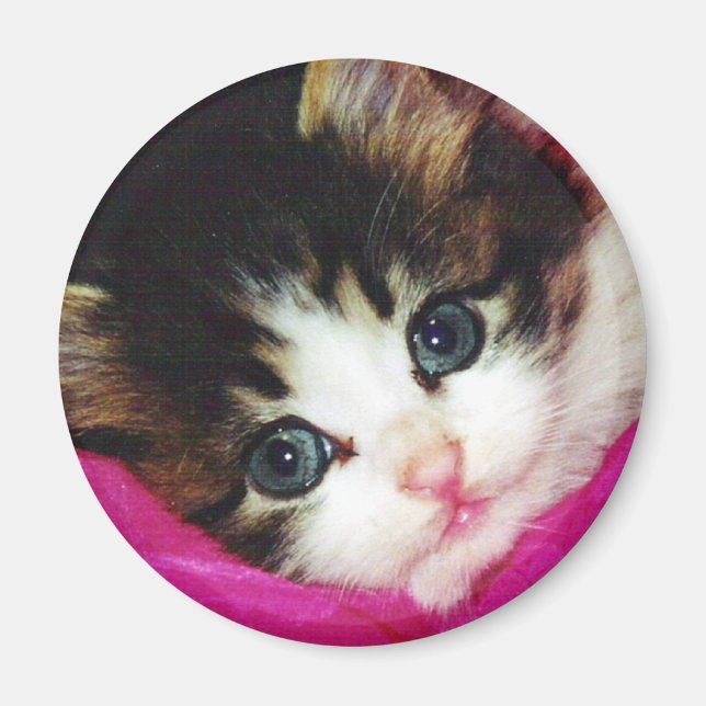 Imã Worlds Cutest Kitten (Frente)