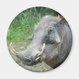 Imã wort-hog10x10