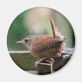 Imã Wren