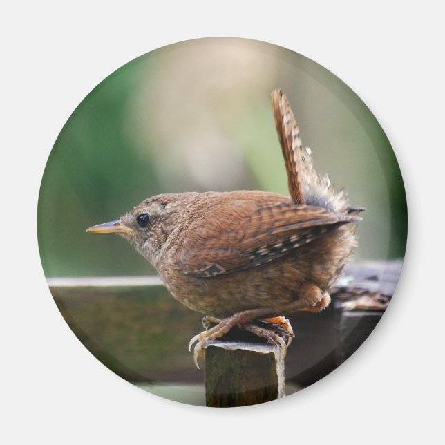 Imã Wren (Frente)