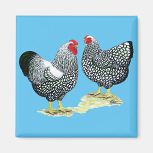 Imã Wyandottes Silver-laced Pair