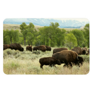 Ímã Wyoming Bison Nature