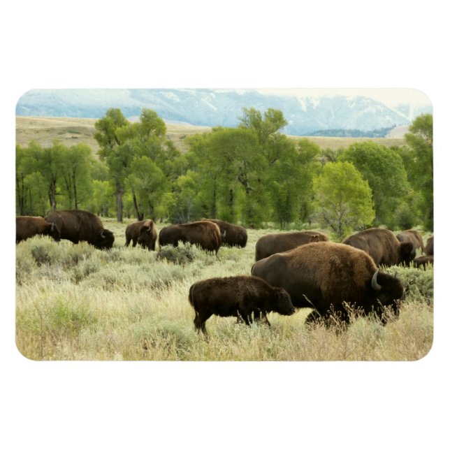 Ímã Wyoming Bison Nature (Horizontal)