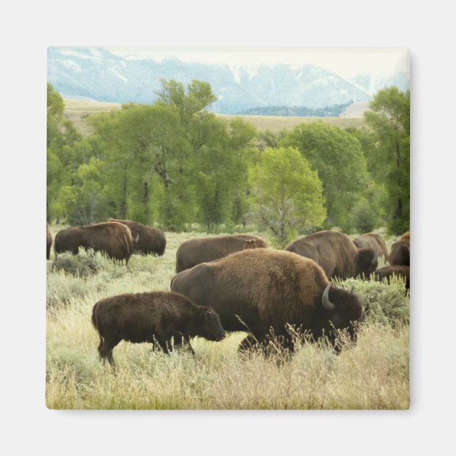 Imã Wyoming Bison Nature (Frente)
