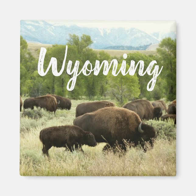 Imã Wyoming Bison Nature Animal Photography (Frente)