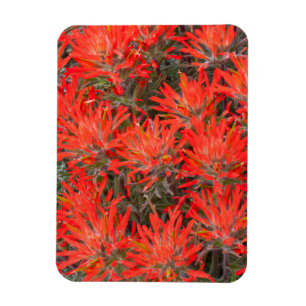 Ímã Wyoming, condado de Lincoln, Desert Paintbrush