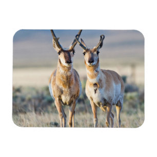 Ímã Wyoming, Condado de Sublette, antílopes machos