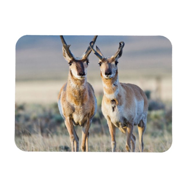 Ímã Wyoming, Condado de Sublette, antílopes machos (Horizontal)