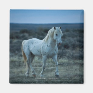 Imã wyoming, Estados Unidos da América