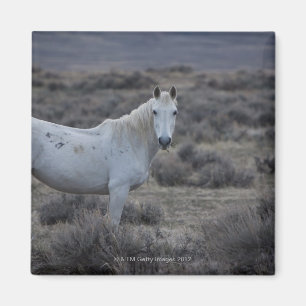 Imã wyoming, Estados Unidos da América