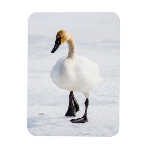 Ímã Wyoming, Refúgio Nacional de Elk, Cisne Trombeteir