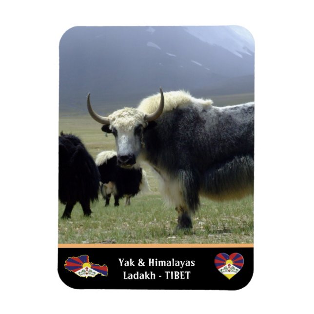 Ímã Yaks, Nômades de Himalaia - Tibet /Ladakh (Vertical)