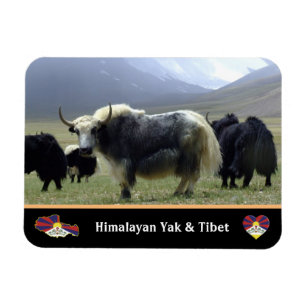 Ímã Yaks, Nomads de Himalaia - Tibete / Ladakh Yak