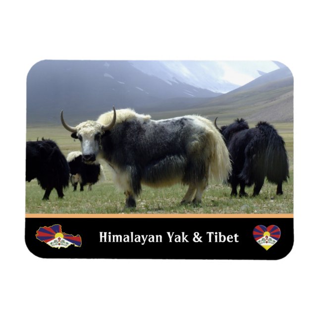 Ímã Yaks, Nomads de Himalaia - Tibete / Ladakh Yak (Horizontal)