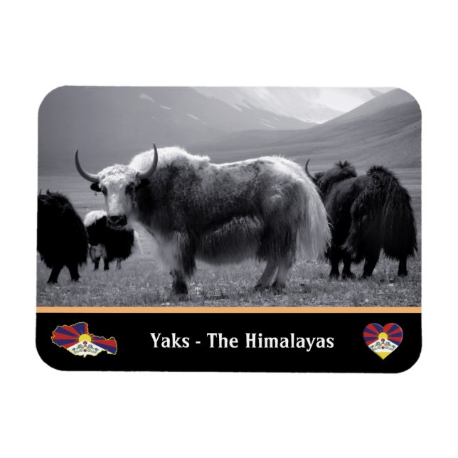 Ímã Yaks - o himalaia e o Tibete - o iaque de Trekking (Horizontal)
