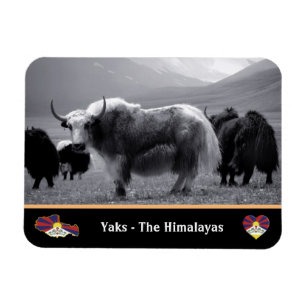Ímã Yaks - Os Himalaias e o Tibete / Damasco