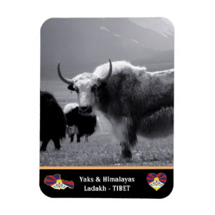 Ímã Yaks - Os Himalaias - Tibete / Damasco