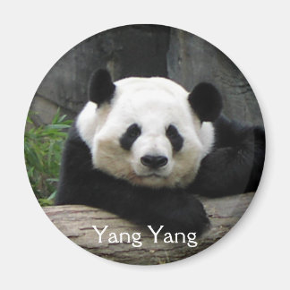 Imã Yang Yang Panda Magnet