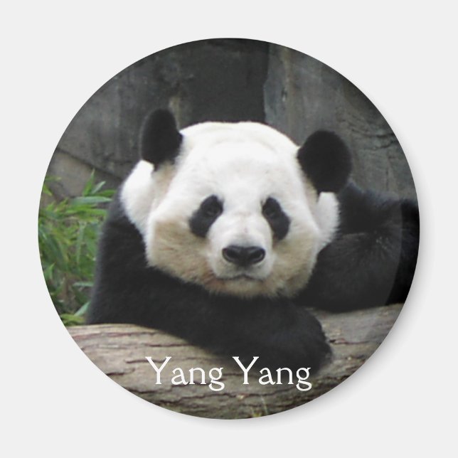Imã Yang Yang Panda Magnet (Frente)