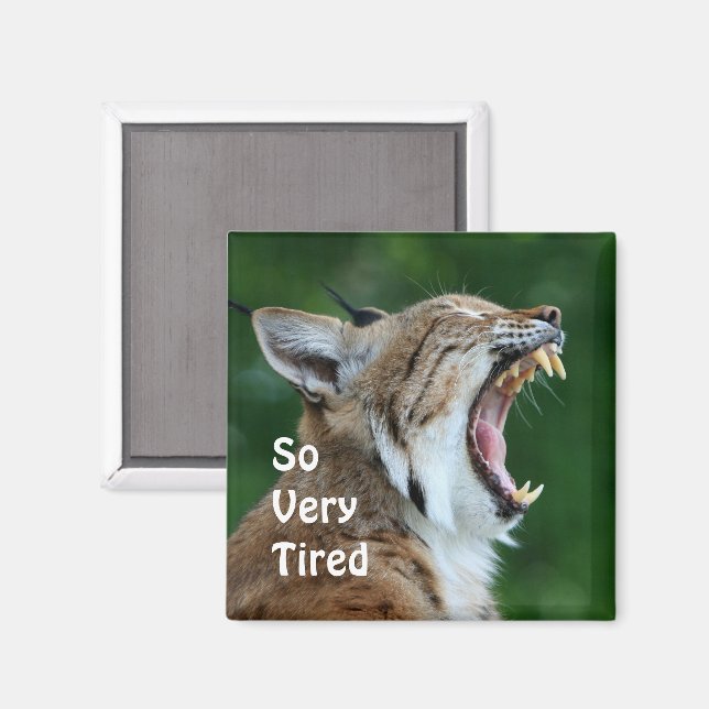 Imã Yawning Bobcat (Front/Back)