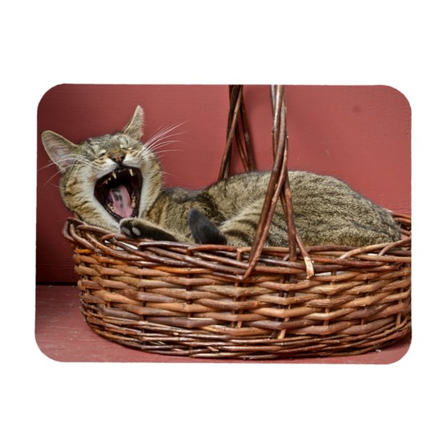 Ímã Yawning Cat Magnet (Horizontal)