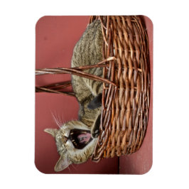 Ímã Yawning Cat Magnet