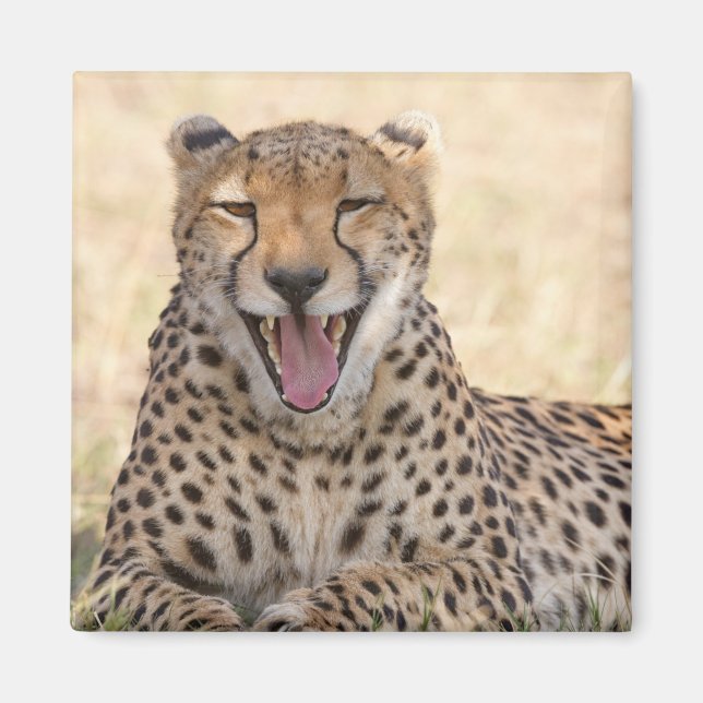 Imã Yawning Cheetah (Frente)