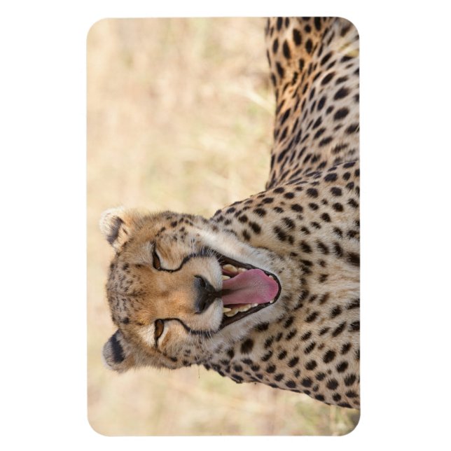 Ímã Yawning Cheetah (Vertical)