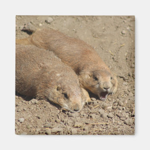 Imã Yawning Prairie Dog Magnet