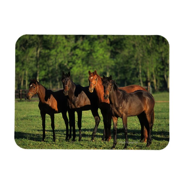 Ímã Yearlings de raça pura (Horizontal)