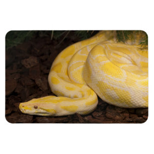 Ímã Yellow Burmese Python Incrível
