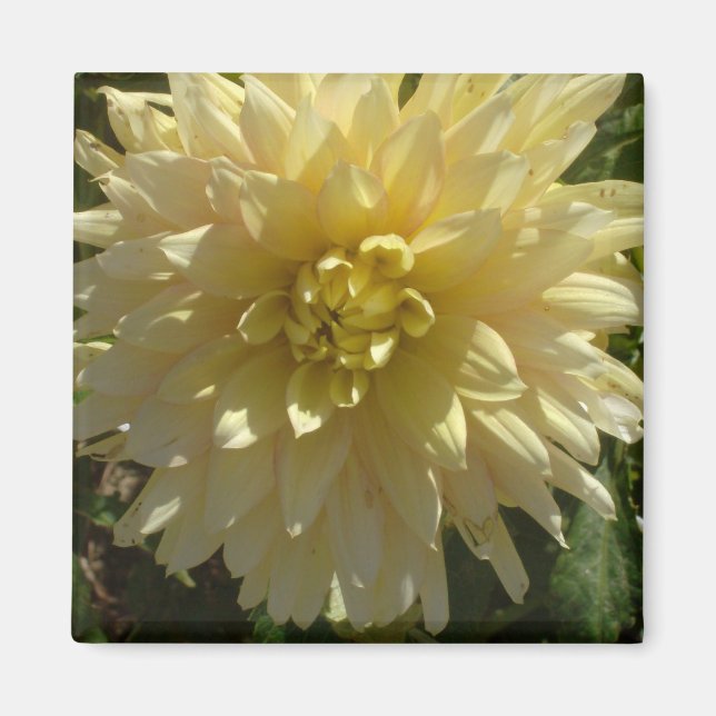 imã "Yellow Dahlia" pelo artista Jan Turner (Frente)