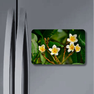 Ímã Yellow Frangipani
