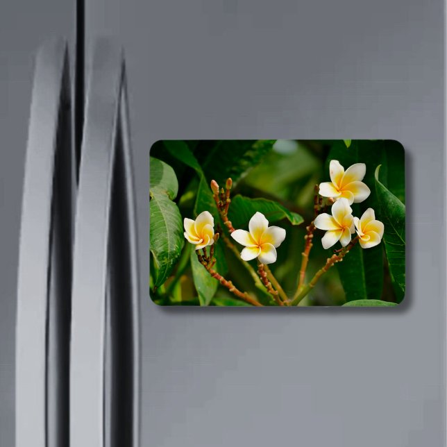 Ímã Yellow Frangipani (Criador carregado)