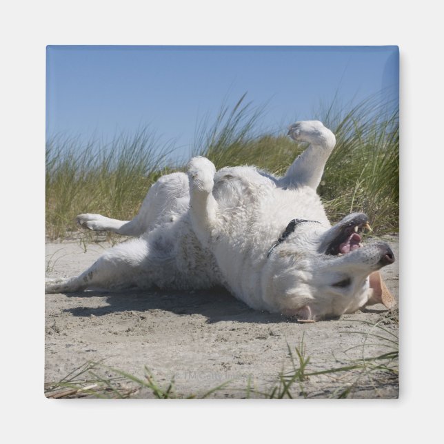 Imã Yellow Labrador Retriever (Frente)