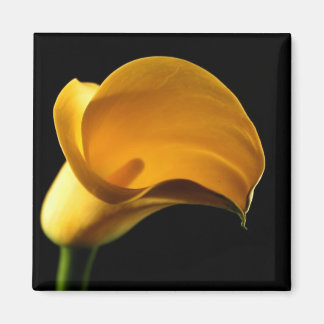 Imã Yellow Lilly