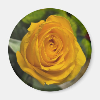Imã Yellow Rose Magnet