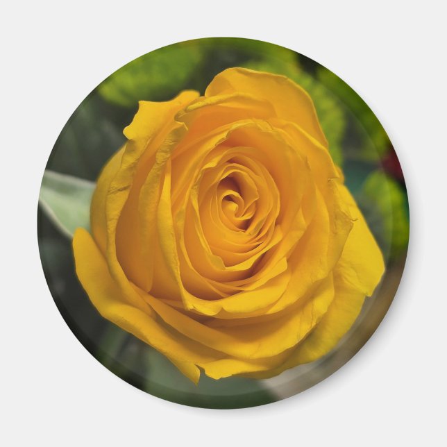 Imã Yellow Rose Magnet (Frente)