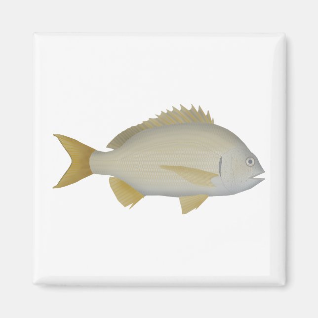 Imã Yellowfin Bream (Frente)
