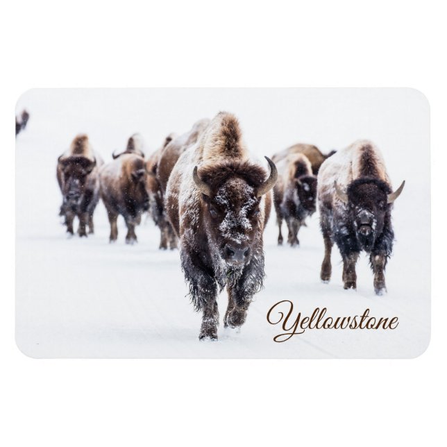 Ímã Yellowstone Magnet-Buffalo (Horizontal)