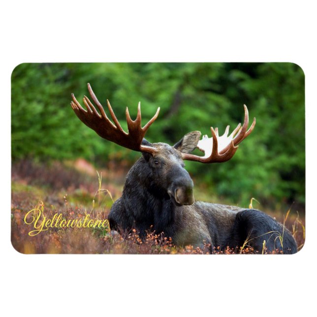 Ímã Yellowstone Magnet-Moose (Horizontal)