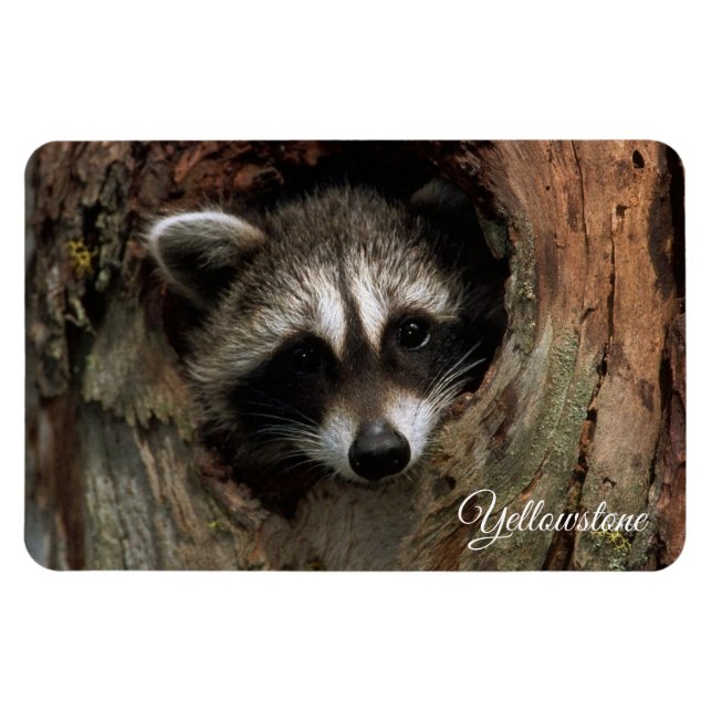Ímã Yellowstone Magnet-Raccoon (Horizontal)