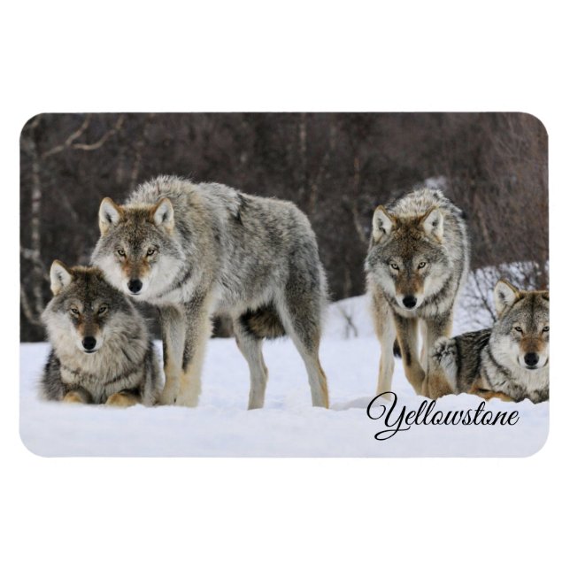 Ímã Yellowstone Magnet-Wolves (Horizontal)