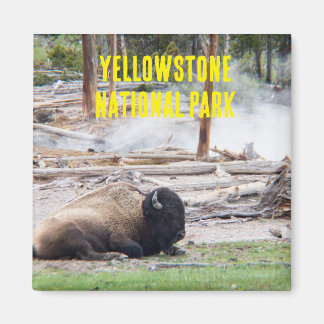Imã Yellowstone National Park Bison Magnet
