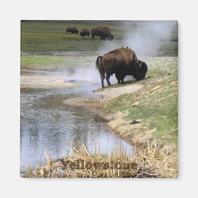 Imã Yellowstone National Park Square Magnet (Frente)