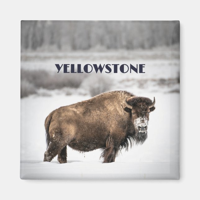 Imã Yellowstone Snowy Buffalo Magnet (Frente)