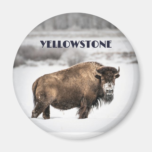 Imã Yellowstone Snowy Buffalo Souvenir Magnet (Frente)