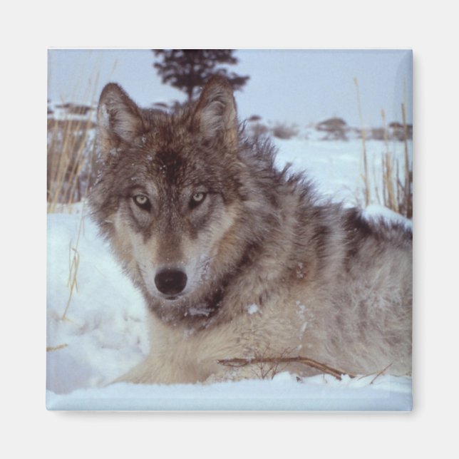 Imã Yellowstone Wolf (Frente)