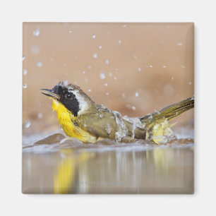 Imã Yellowthroat comum que banha-se
