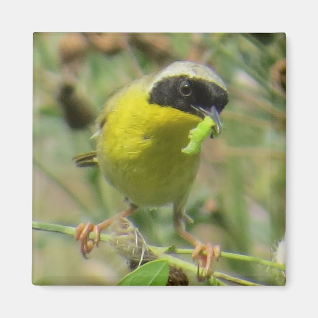 Imã Yellowthroat Magnet (Frente)
